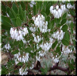 Drought Tolerant